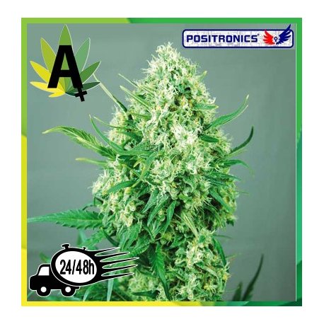 Jack Diesel Express 5 semillas