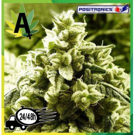 Super Cheese Express 5 semillas
