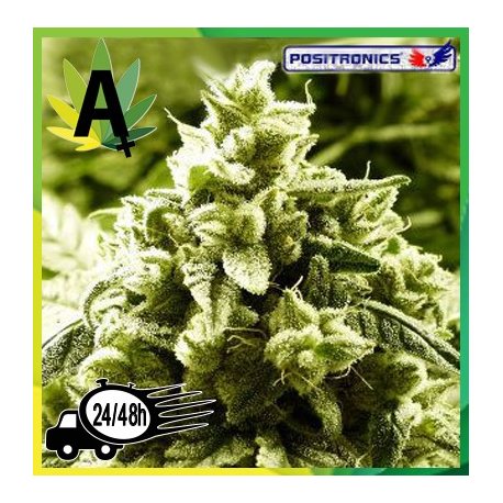 Super Cheese Express 5 semillas