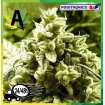 Super Cheese Express 