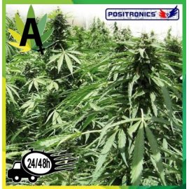 Afghan Express Autofloración