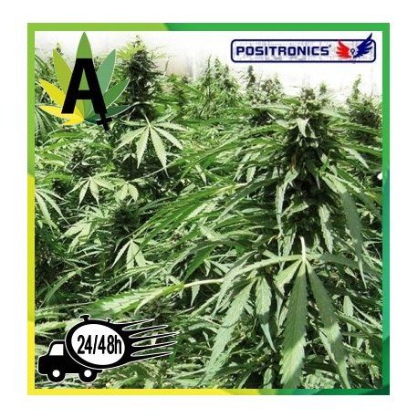 Afghan Express Autofloración