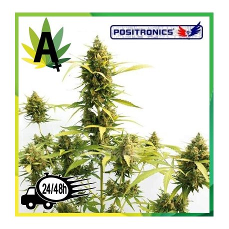 Criticial Express Autofloración