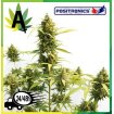 Critical Express 
