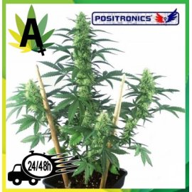 Mayday Express Autofloración