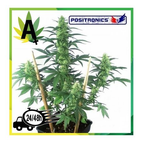 Mayday Express Autofloración