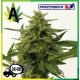Northern Haze Express