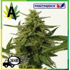 Northern Haze Express