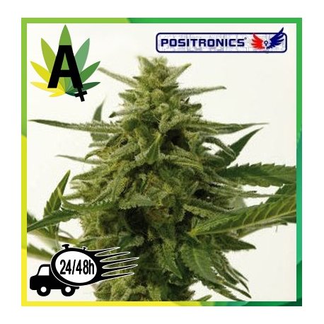 Northern Haze Express