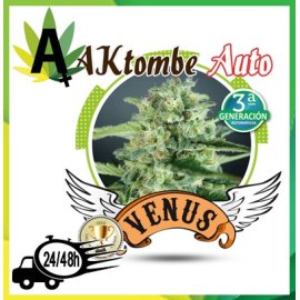AKTombe Autofloración