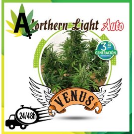 Northern Lights Autofloración