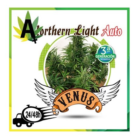 Northern Lights Autofloración