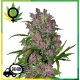 Purple Bud WL