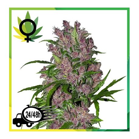 Purple Bud WL