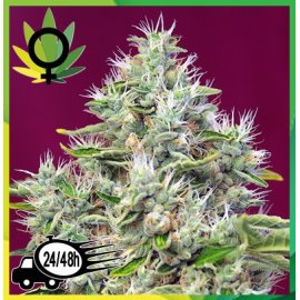 San Fernando Lemon Kush