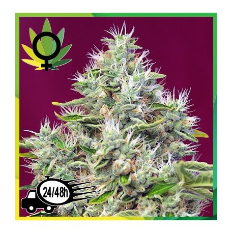 San Fernando Lemon Kush