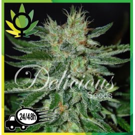 Sugar Black Rose
