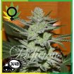 Desconocida Kush
