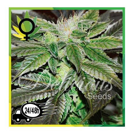 Sugar Candy