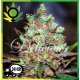 Cotton Candy Kush