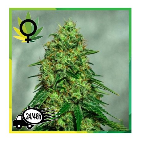 Somgo x Critical Granel