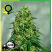 Somango x Critical Granel