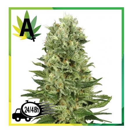 Auto Skunk Granel
