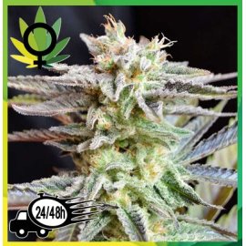 Critical x Black Domina Granel