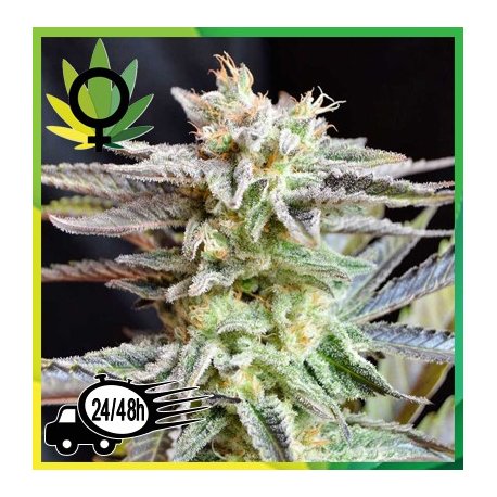 Critical x Black Domina Granel