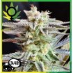 Critical x Black Domina Granel