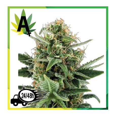 Auto Jack Herer Granel