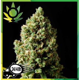 Jack Herer Granel