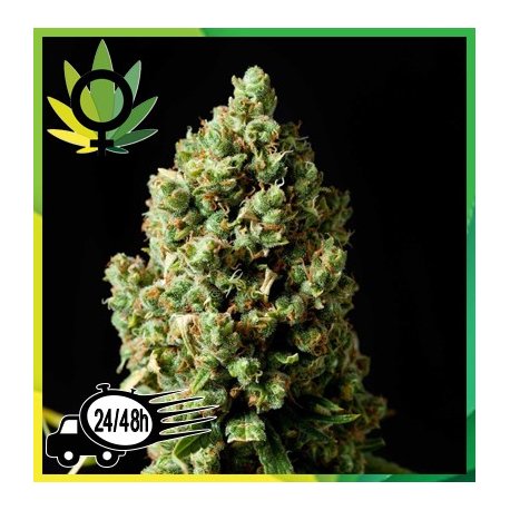 Jack Herer Granel