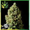 Jack Herer Granel