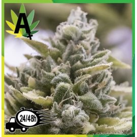 Auto Og Kush Granel