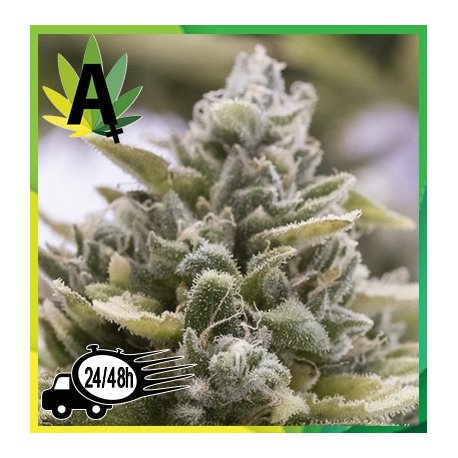 Auto Og Kush Granel