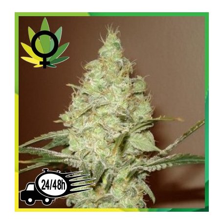 White Russian Granel