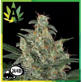 Auto Cheese Granel
