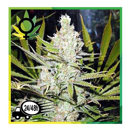 Northern Light Granel