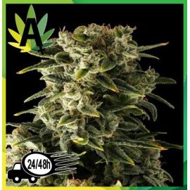 Auto Haze Granel