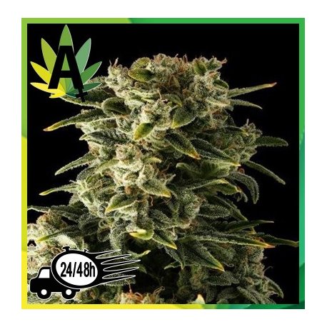 Auto Haze Granel
