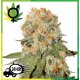 Orange Bud Regular