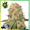 Orange Bud Regular