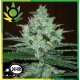 Super Lemon Haze Granel