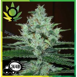 Super Lemon Haze Granel