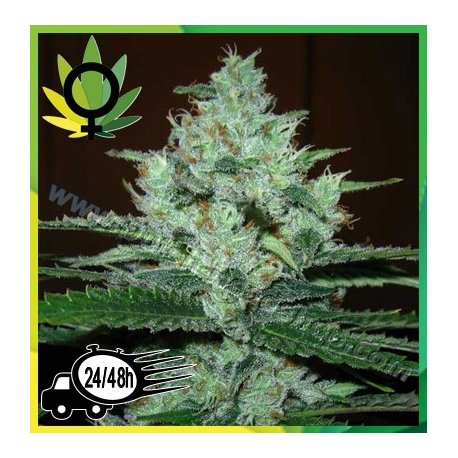 Super Lemon Haze Granel