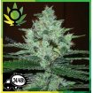Super Lemon Haze Granel