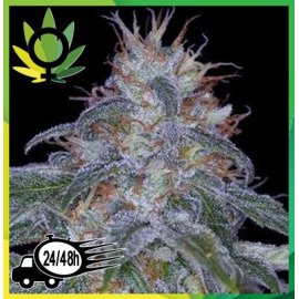 Black Domina Granel
