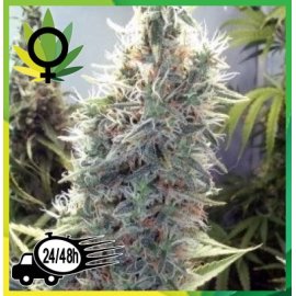 Cinderella 99 Granel
