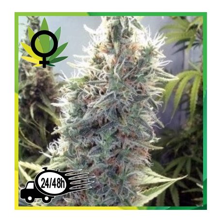 Cinderella 99 Granel